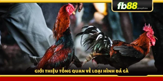 Giới thiệu về loại hình đá gà 