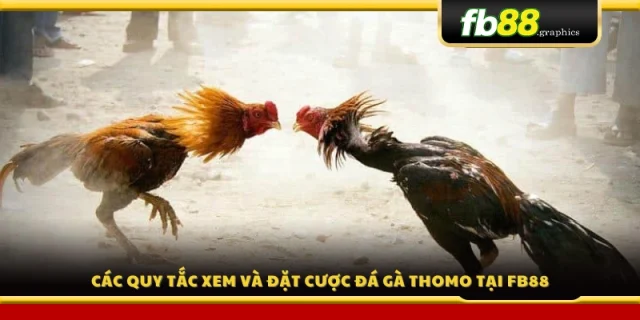 Hướng dẫn chi tiết quy tắc xem và đặt cược đá gà Thomo