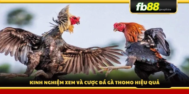 Bí quyết đặt cược đá gà Thomo giúp tăng cơ hội thắng